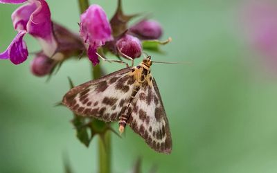 Bonte Brandnetelmot (Anania hortulata) - Small Magpie