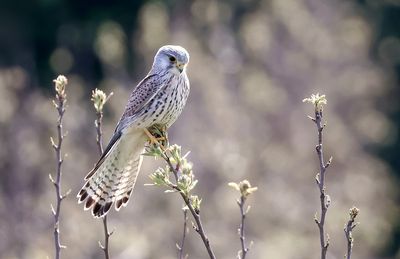 Torenvalk (Common Kestrel)