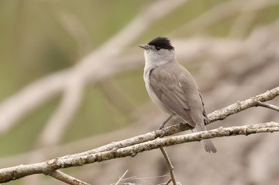 Zwartkop (Eurasian Blackcap)