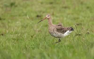 Grutto (Black-tailed Godwit)