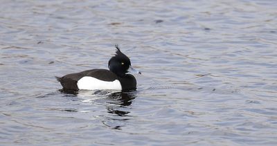 Kuifeend (Tufted Duck)