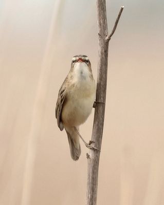 Rietzanger (Sedge Warbler)