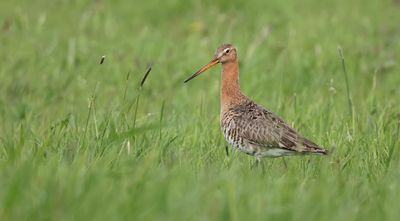 Grutto (Black-tailed Godwit)