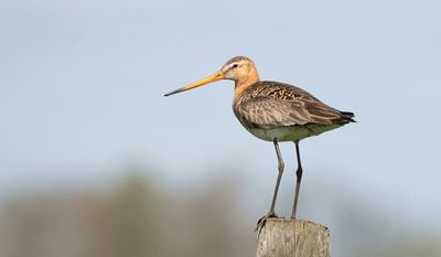 Grutto (Black-tailed Godwit)