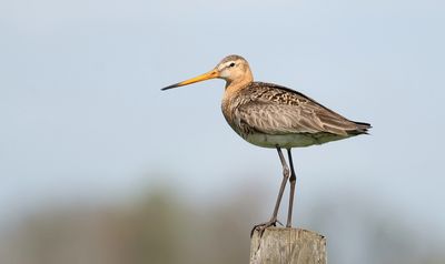 Grutto (Black-tailed Godwit)