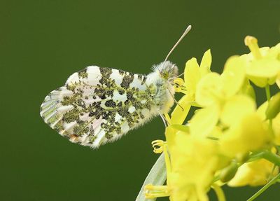 Oranjetipje (Anthocharis cardamines)