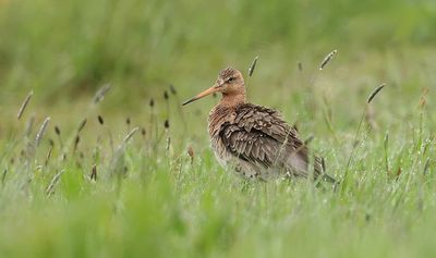 Grutto (Black-tailed Godwit)