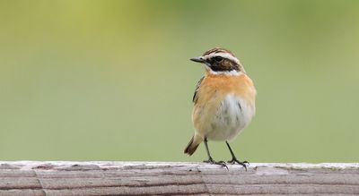 Paapje (Whinchat)