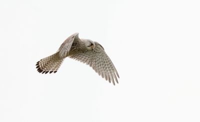 Torenvalk (Common Kestrel)