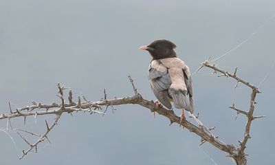 Roze Spreeuw (Rosy Starling)