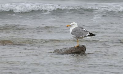 Geelpootmeeuw (Yellow-legged Gull)