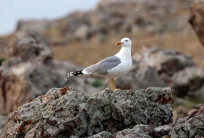 Geelpootmeeuw (Yellow-legged Gull)