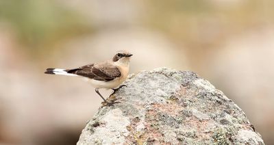 Oostelijke Blonde Tapuit (Black-eared Wheatear)