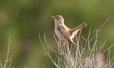 Rosse Waaierstaart (Rufous-tailed Scrub Robin)