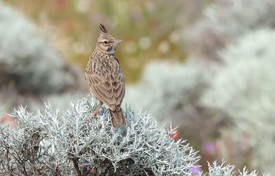 Kuifleeuwerik (Crested Lark)