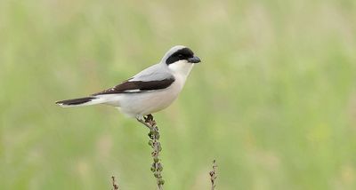 Kleine Klapekster (Lesser Grey Shrike)