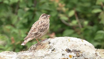 Rotsmus (Rock Sparrow)