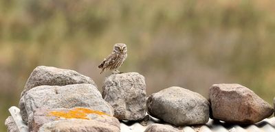 Steenuil (Little Owl)