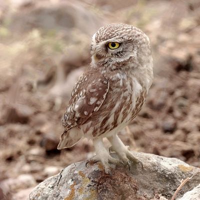 Steenuil (Little Owl)