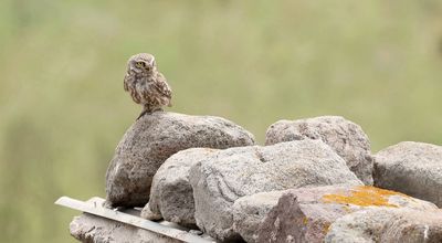 Steenuil (Little Owl)