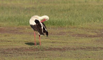 Ooievaar (White Stork)