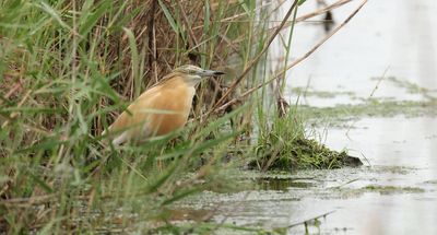 Ralreiger (Squacco Heron)