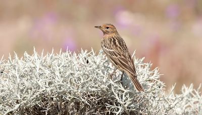 Roodkeelpieper (Red-throated Pipit)