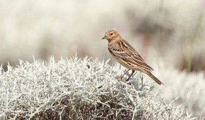 Roodkeelpieper (Red-throated Pipit)
