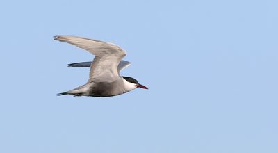 Witwangstern (Whiskered Tern)