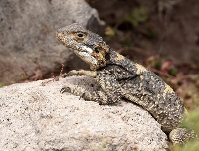 Hardoen (Starred Agama)