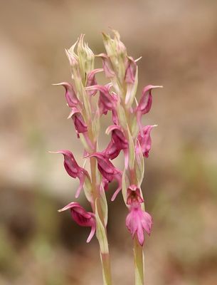 Heilige Orchis (Anacamptis sancta) - Holy Orchid