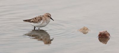 Kleine Strandloper (Little Stint)