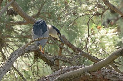 Kwak (Black-crowned Night Heron)