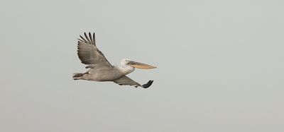 Kroeskoppelikaan (Dalmatian Pelican)