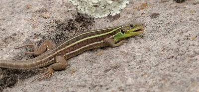Reuzensmaragdhagedis (Balkan Green Lizard)