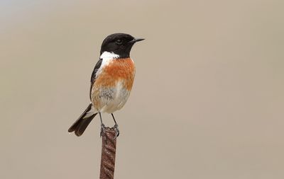 Roodborsttapuit (European Stonechat)