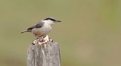 Rotsklever (Western Rock Nuthatch)