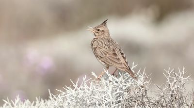 Kuifleeuwerik (Crested Lark)