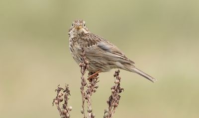 Grauwe Gors (Corn Bunting)