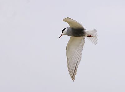 Witwangstern (Whiskered Tern)