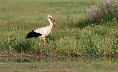 Ooievaar (White Stork)