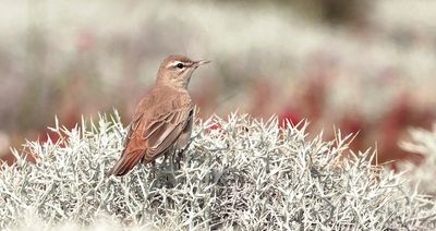 Rosse Waaierstaart (Rufous-tailed Scrub Robin)