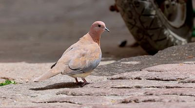 Palmtortel (Laughing Dove)