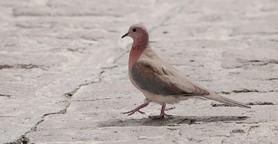 Palmtortel (Laughing Dove)