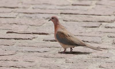 Palmtortel (Laughing Dove)