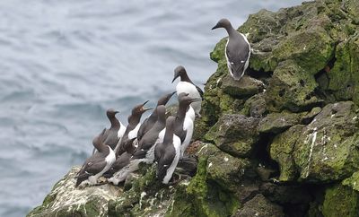 Zeekoet (Common Murre)