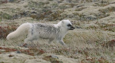 Poolvos (Arctic Fox)