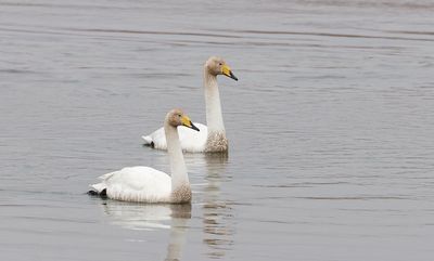 Wilde Zwanen (Whooper Swans)