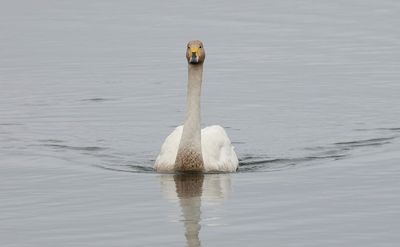 Wilde Zwaan (Whooper Swan)