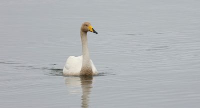 Wilde Zwaan (Whooper Swan)